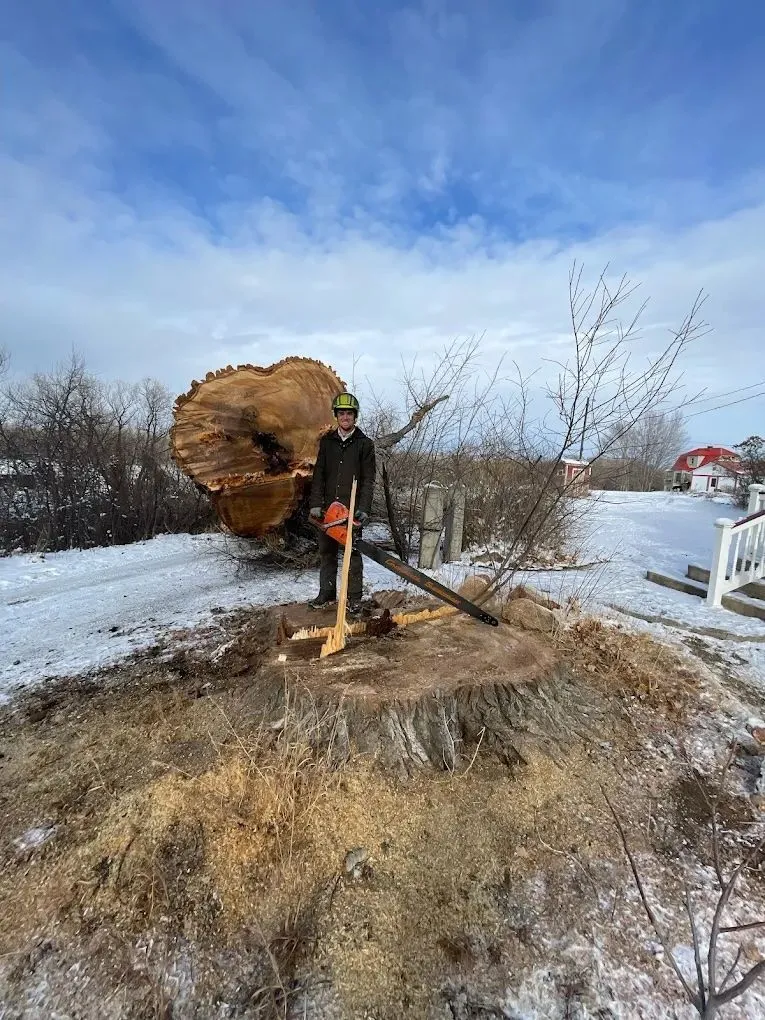 Crew member with chainsaw beside a huge felled tree trunk