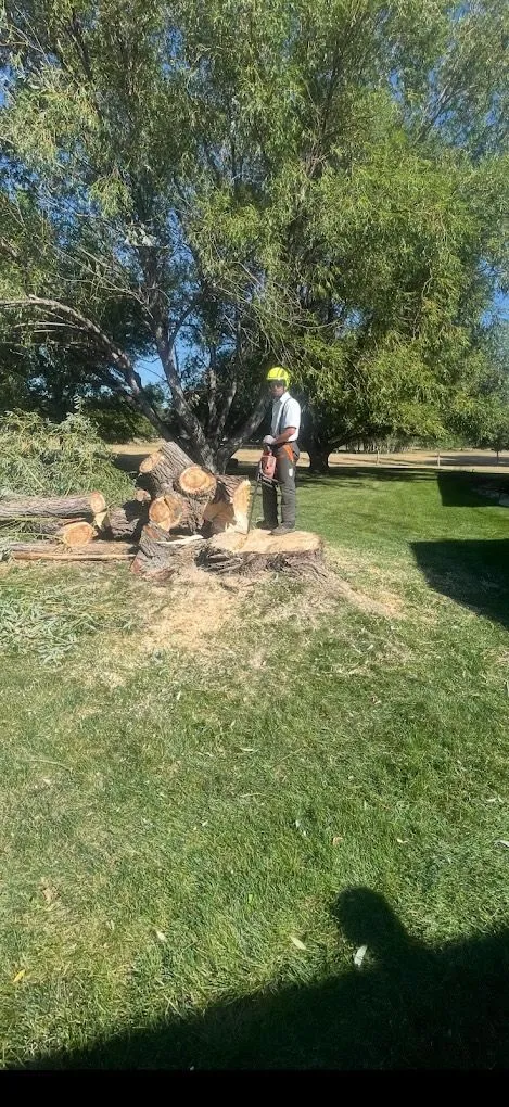 Tree Guy crew member cutting a removed tree into logs