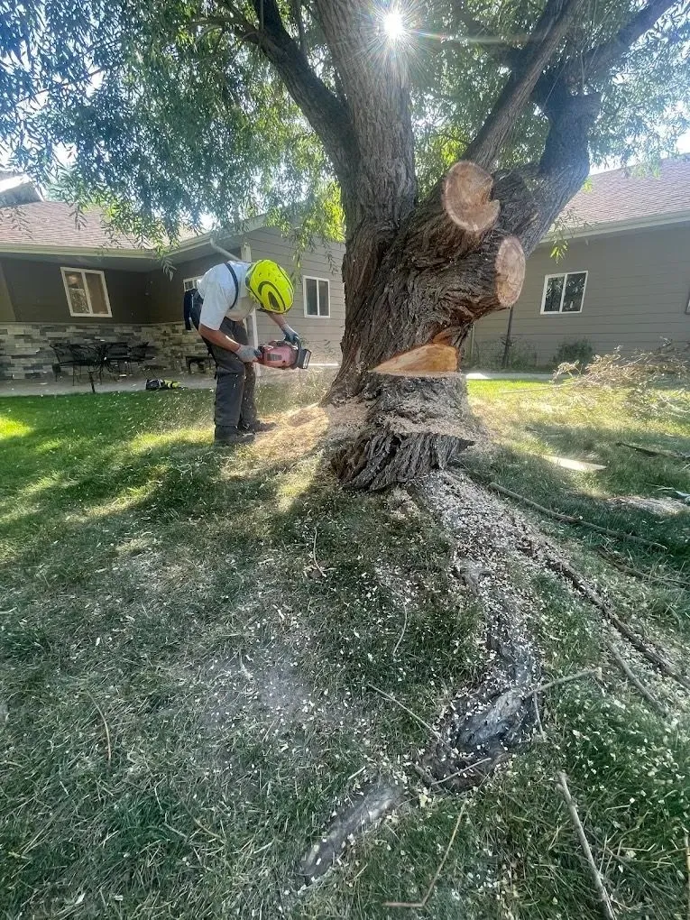 Arborist cutting a large tree trunk near a home