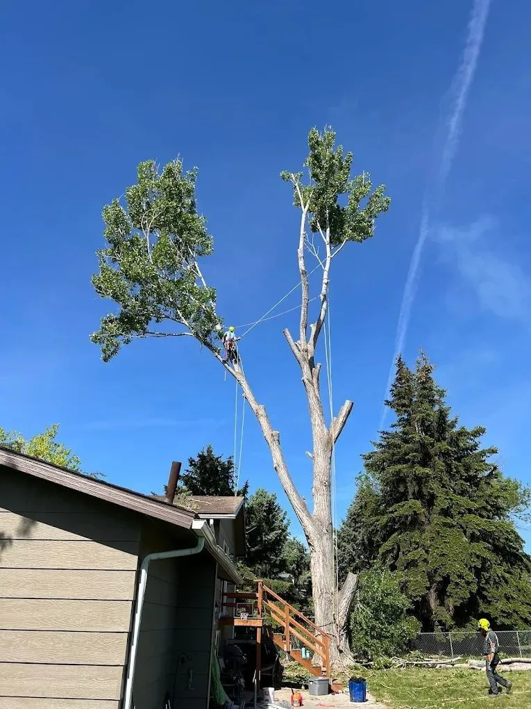 Rope-rigged tree removal beside a house
