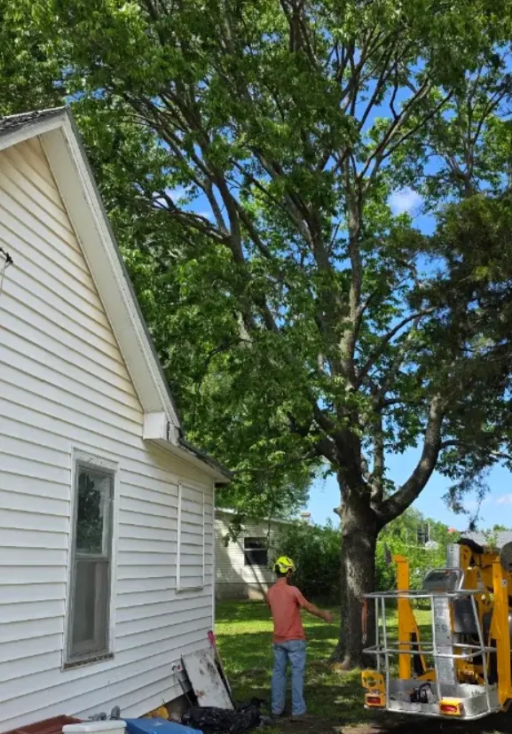 Crew member setting up an aerial lift to trim a large tree beside a house