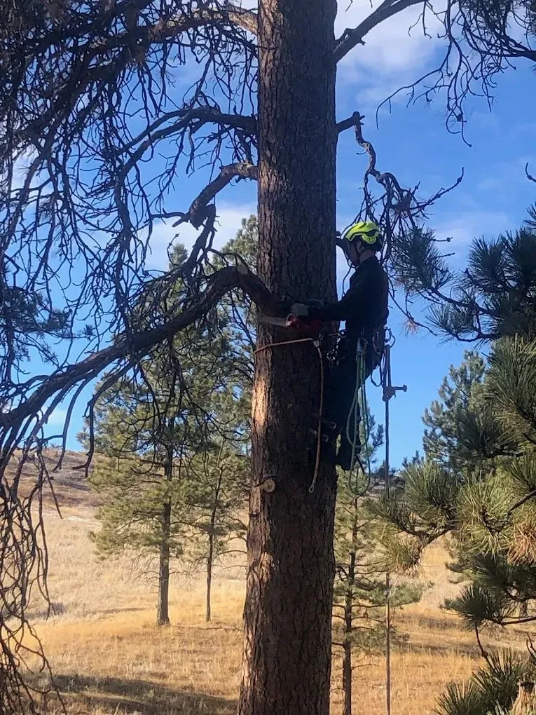 Climber trimming a tall pine tree