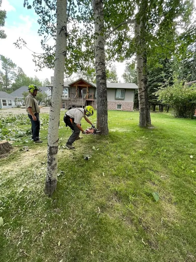 The Tree Guy LLC crew felling a tree in a residential yard